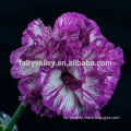 High Quality Chinese Flower Seeds Single Mixed Double Purple Carnation Seeds for Growing